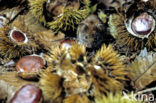 Bank Vole (Clethrionomys glareolus)