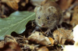 Rosse woelmuis (Clethrionomys glareolus)