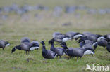 Rotgans (Branta bernicla)