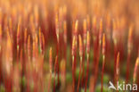 Ruig haarmos (Polytrichum piliferum)