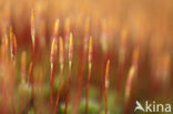 Bristly Haircap (Polytrichum piliferum)