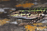 ltalian Wall Lizard (Podarcis siculus)