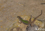 ltalian Wall Lizard (Podarcis siculus)