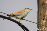 European Roller (Coracias garrulus) 