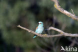 European Roller (Coracias garrulus) 