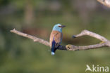 European Roller (Coracias garrulus) 