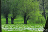 White Willow (Salix alba)