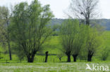 White Willow (Salix alba)