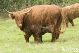 Highland Cow (Bos domesticus)