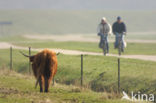 Highland Cow (Bos domesticus)