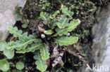 Rusty Back (Ceterach officinarum)