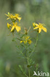 Sint-Janskruid (Hypericum perforatum)