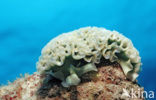 Lettuce sea slug (Tridachia crispata)