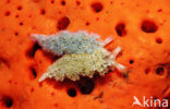 Lettuce sea slug (Tridachia crispata)