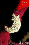 Lettuce sea slug (Tridachia crispata)