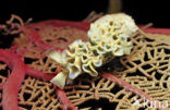 Lettuce sea slug (Tridachia crispata)