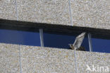 Slechtvalk (Falco peregrinus) 