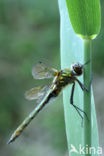 Smaragdlibel (Cordulia aenea)