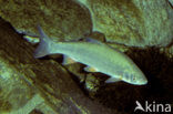 Nose Carp (Chondrostoma nasus)