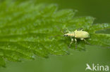 Scarab Beetle