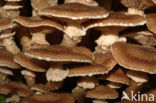 Sombere honingzwam (Armillaria ostoyae)