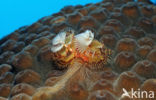 Christmas tree worm (Spirobranchus giganteus)