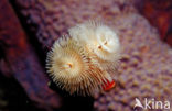 Christmas tree worm (Spirobranchus giganteus)