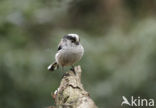 Long-tailed Tit (Aegithalos caudatus)