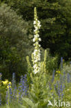 Denseflowered Mullein (Verbascum densiflorum)