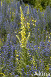 Stalkaars (Verbascum densiflorum)