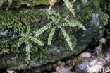 Maidenhair Spleenwort (Asplenium trichomanes)