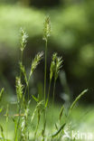 Fern-grass (Catapodium rigidum)