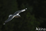 Mew Gull (Larus canus)