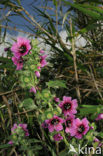 tree lavatera (Lavatera thuringiaca)