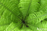 Ostrich Fern (Matteuccia struthiopteris)