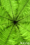 Ostrich Fern (Matteuccia struthiopteris)