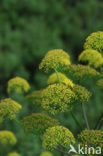 Giant fennel (Ferula communis)