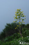 Giant fennel (Ferula communis)