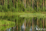 Torsby