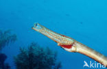 Trompetvis (Aulostomus maculatus)