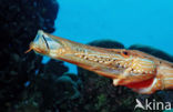 Trompetvis (Aulostomus maculatus)