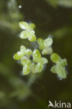 Veelwortelig kroos (Spirodela polyrhiza)