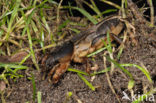 Mole-cricket (Gryllotalpa gryllotalpa)