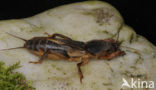Mole-cricket (Gryllotalpa gryllotalpa)