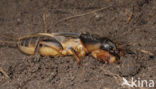 Mole-cricket (Gryllotalpa gryllotalpa)