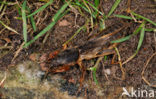 Mole-cricket (Gryllotalpa gryllotalpa)