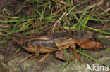 Mole-cricket (Gryllotalpa gryllotalpa)