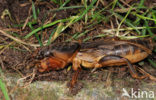 Mole-cricket (Gryllotalpa gryllotalpa)