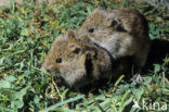 Veldmuis (Microtus arvalis)