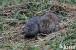 Veldmuis (Microtus arvalis)